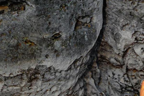 Site using Page-builder-pmc plugin