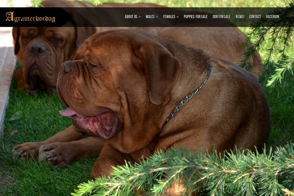 Shuttershot theme site design template sample