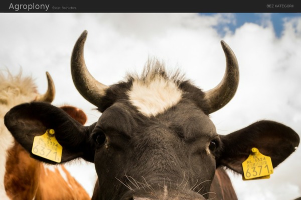 National Basic theme site design template sample