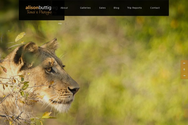 BORDER theme site design template sample