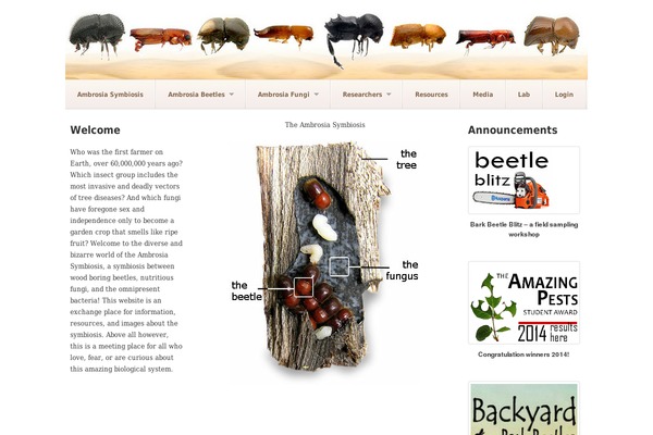 Akita theme site design template sample