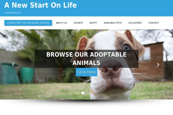 Enigma theme site design template sample