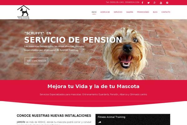 Angle theme site design template sample