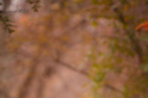 ProPhoto 5 theme site design template sample