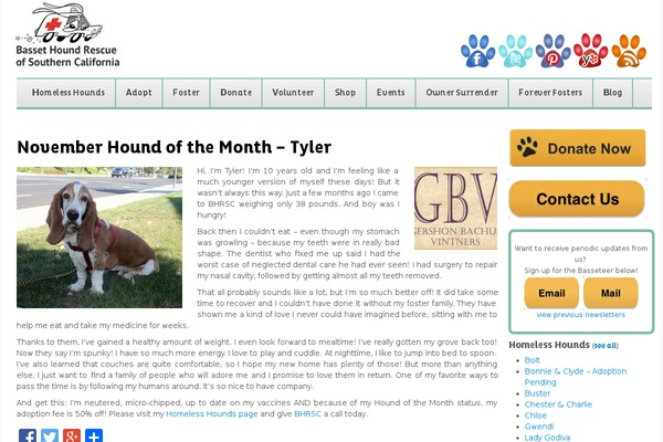 Pet-rescue theme site design template sample