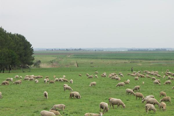 Agrofields theme site design template sample