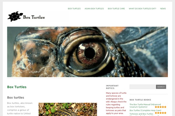 Yoko theme site design template sample
