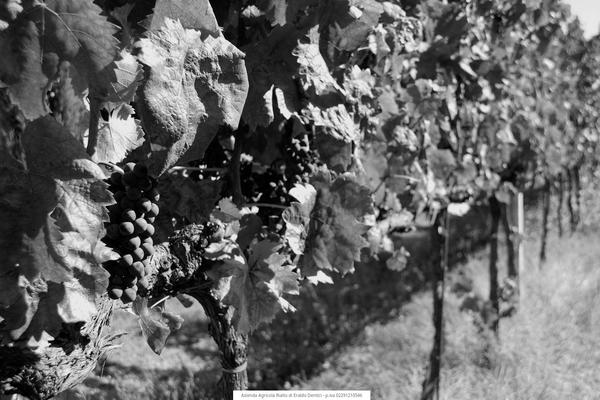 casalerialto.com site used Anthe