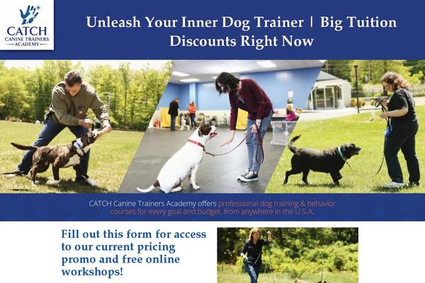 catchdogtraining.com site used Catch