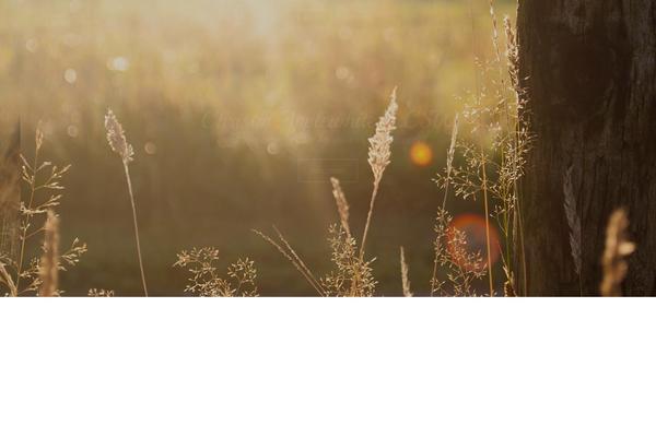 Progress theme site design template sample