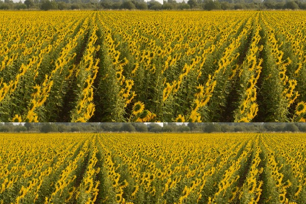 Site using 1-flash-gallery plugin