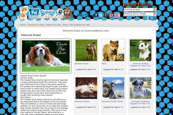 ryandi theme websites examples