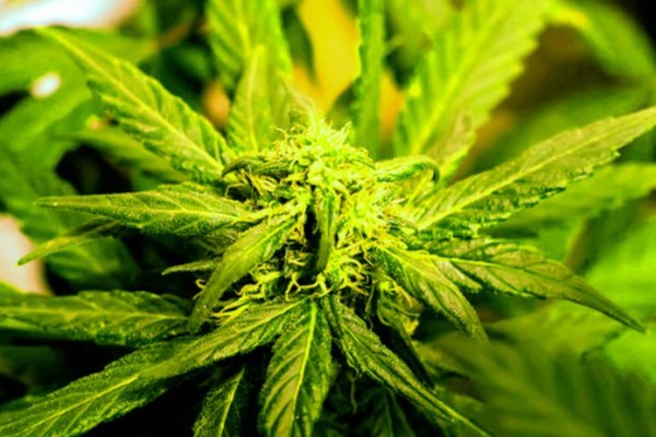 Parallax theme site design template sample