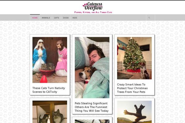 cutenessoverflow.com site used Hoarder-child