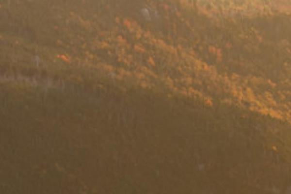 Oshine theme site design template sample