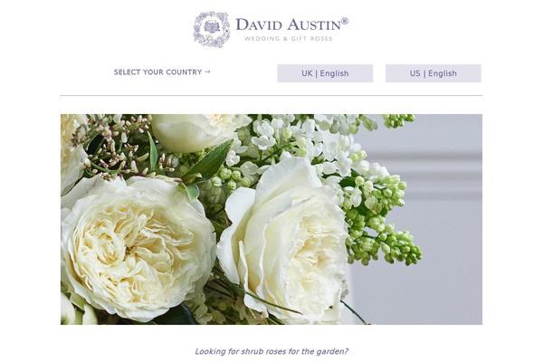 Divi Child theme site design template sample