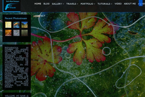 Invictus theme site design template sample