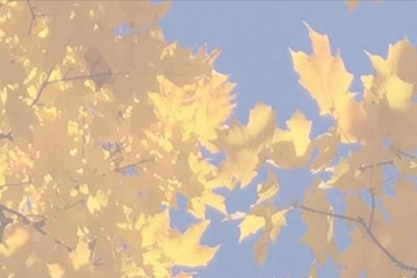 Brooklyn theme site design template sample