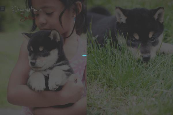 dragonhouseshibas.com site used Chitra