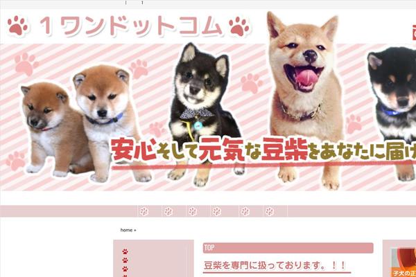 Exray theme site design template sample