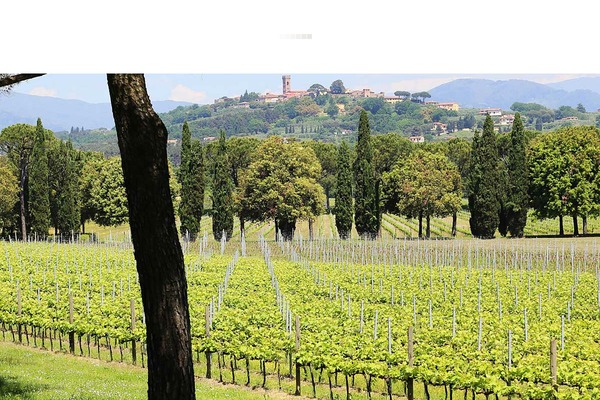 fattoriadelteso.it site used Skyray