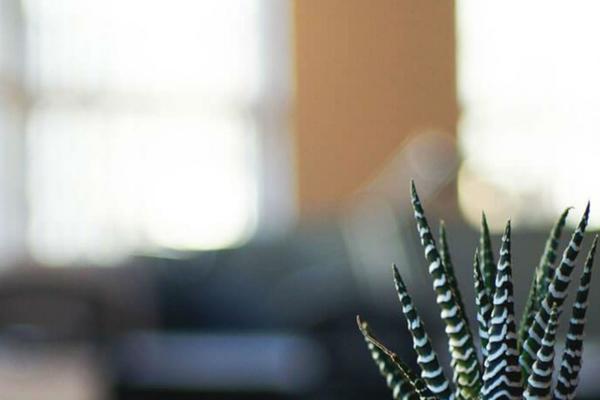 mobilz-child theme websites examples