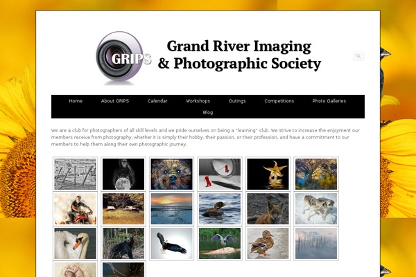 Origami theme site design template sample