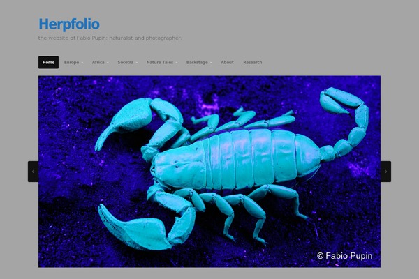 Portfolio theme site design template sample