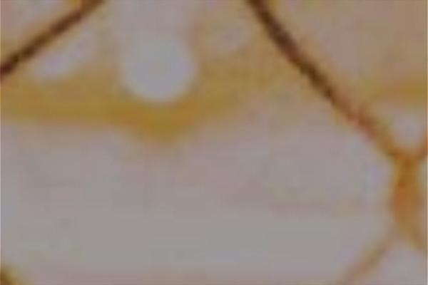 Jarvis theme site design template sample