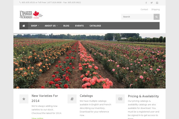 Trizzy theme site design template sample
