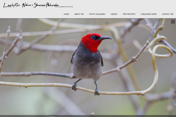 Expression theme site design template sample