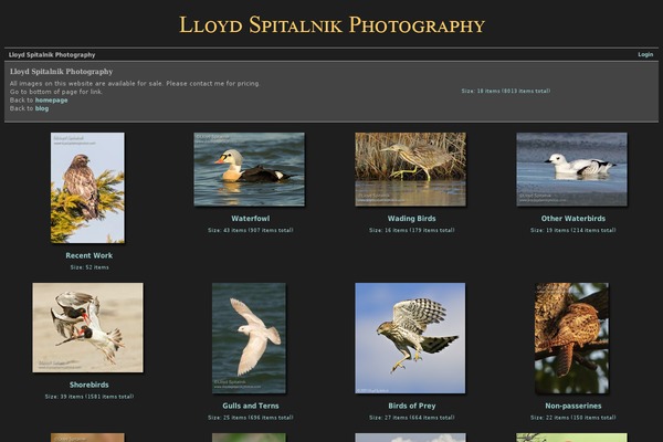 Evermore theme site design template sample