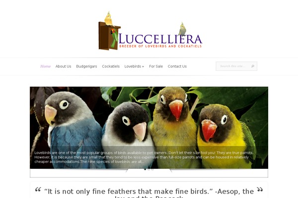 Evolution theme site design template sample