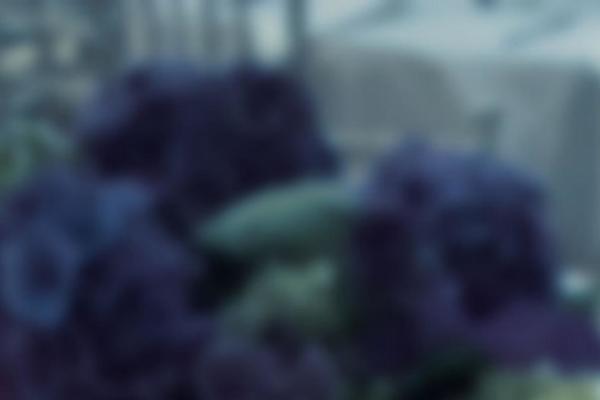 Site using Easy-testimonials-pro plugin
