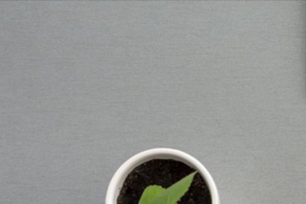 Site using Ut-twitter plugin