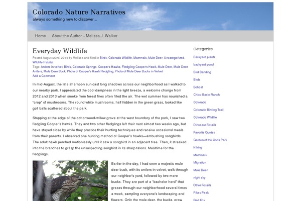 Basic Simplicity theme site design template sample