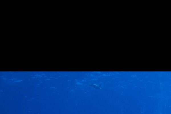 Site using Contact-form-7-multi-step plugin