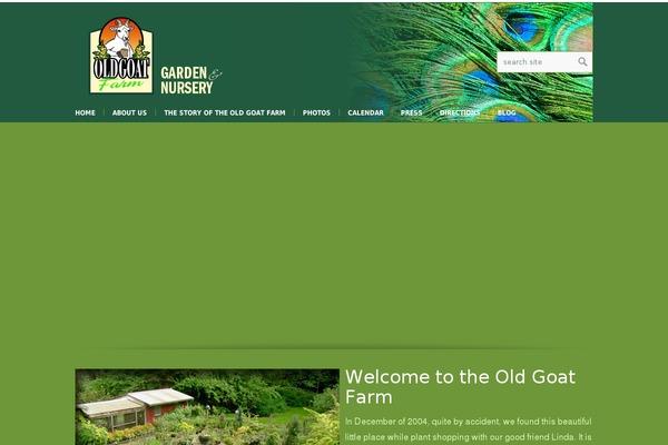 Choices theme site design template sample