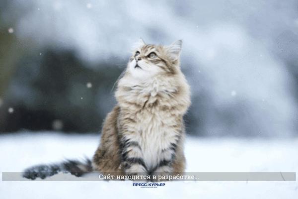 Comet theme site design template sample