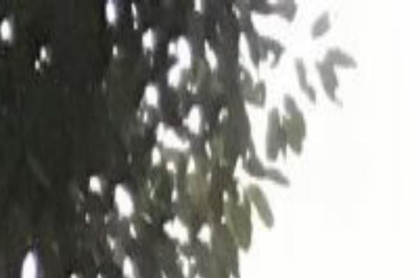 Site using Instagram Feed plugin