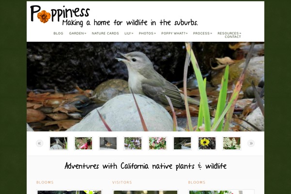Dandelion v.2.6.7 theme site design template sample