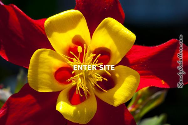Kameron theme site design template sample