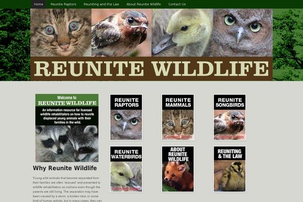 Raptor theme site design template sample