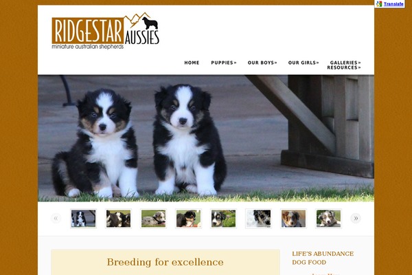 Dandelion theme site design template sample