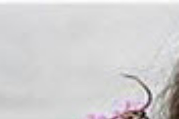 Parallax theme site design template sample