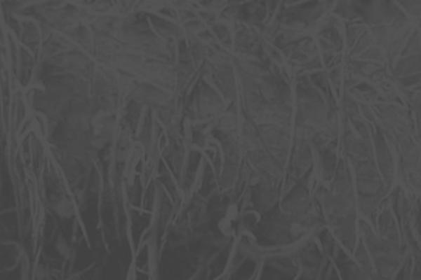 Gray Whale theme site design template sample