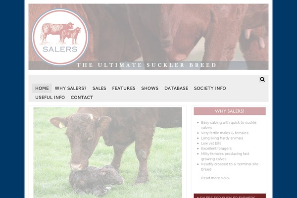 DMS theme site design template sample