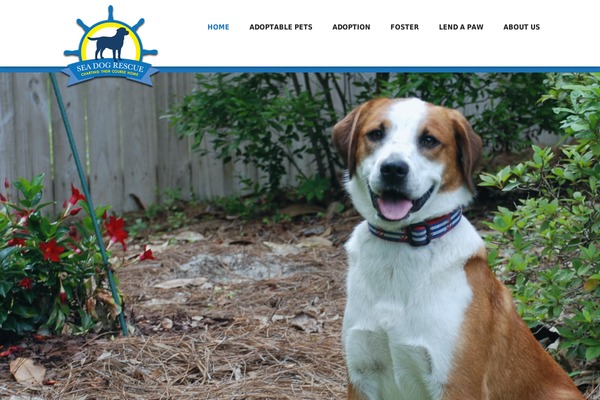 Mercor theme site design template sample
