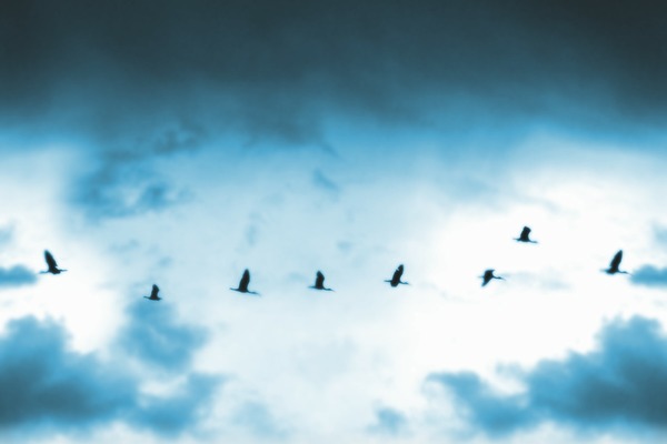 smc_theme theme websites examples