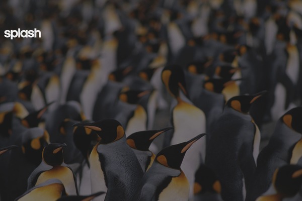 Splash theme site design template sample